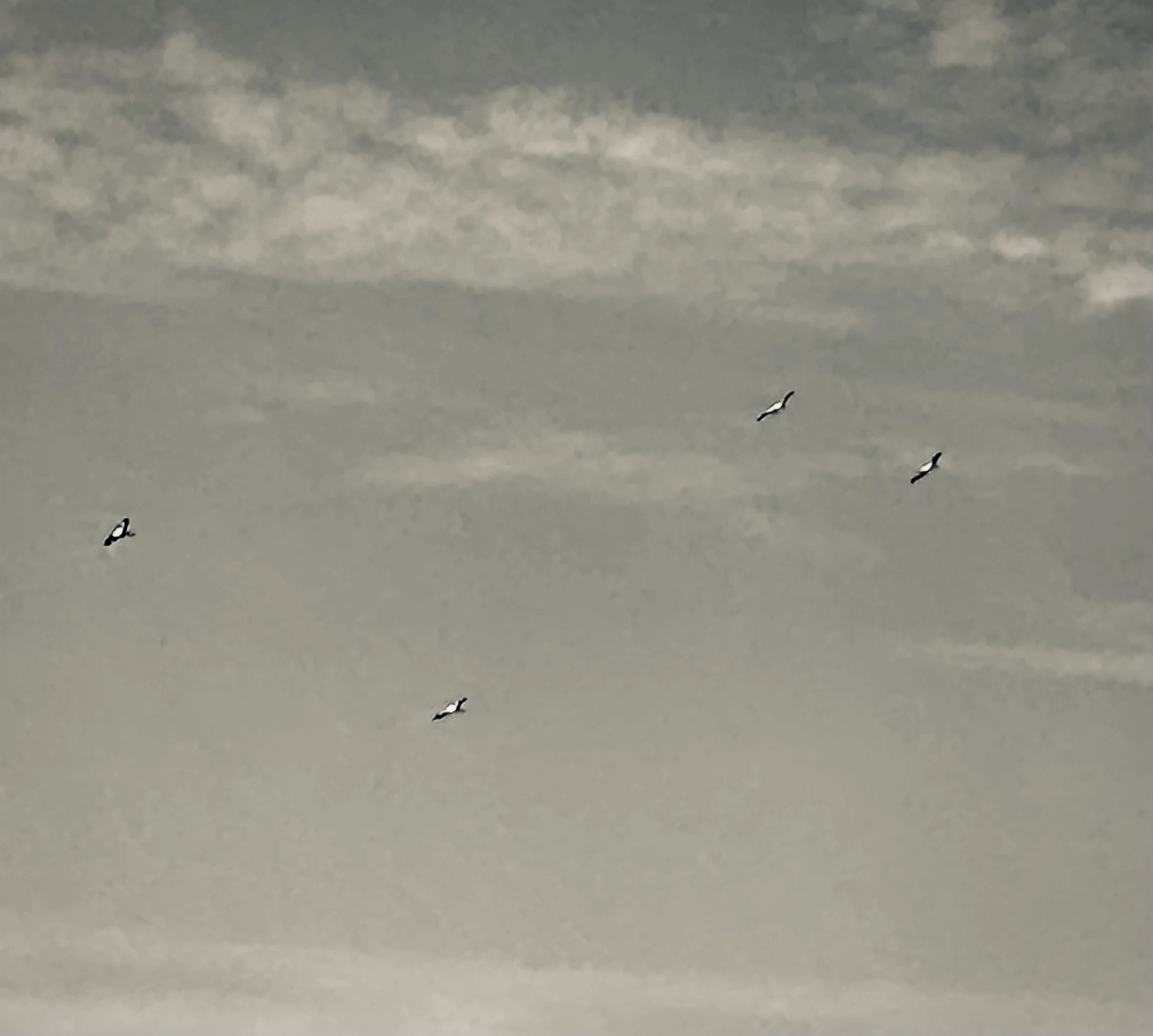The four objects in formation, as captured in Philip's iPhone photograph and converted to black and white to enhance contrast. This is the image that circulated widely in Indian and international media in 2024.